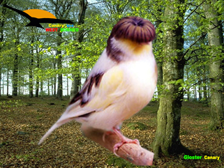 Burung Canary ….. « MATRIX CANARY bird